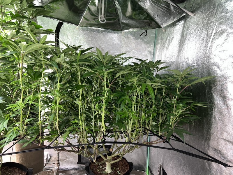 474213FE-647D-4ED2-9F4F-34A220D24AB6