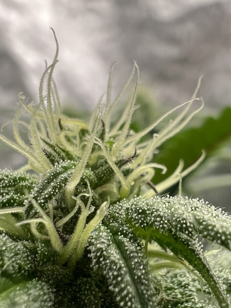 7E9A1D4F-9F0E-4331-AAF7-754BDE604E09