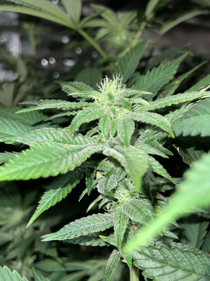 B052A7F3-5F77-4113-BF21-53C5F8115465