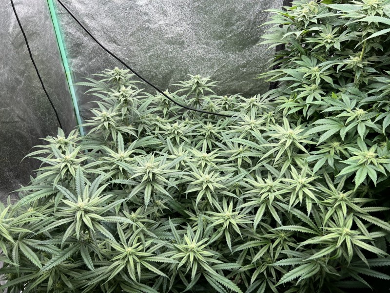 6ED53934-C583-44E1-A197-01FC152AA14D