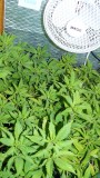 drobes the new start,finish 022