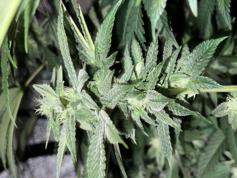 CA4E060C-D4D5-4D53-818A-29092AC9D240