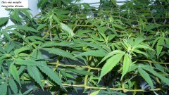 drobes 25 02 23 014