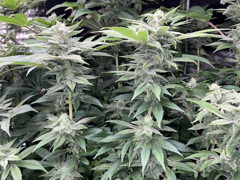 B3EA9B81-65D6-4D3C-80EE-CA692F5ADFAA