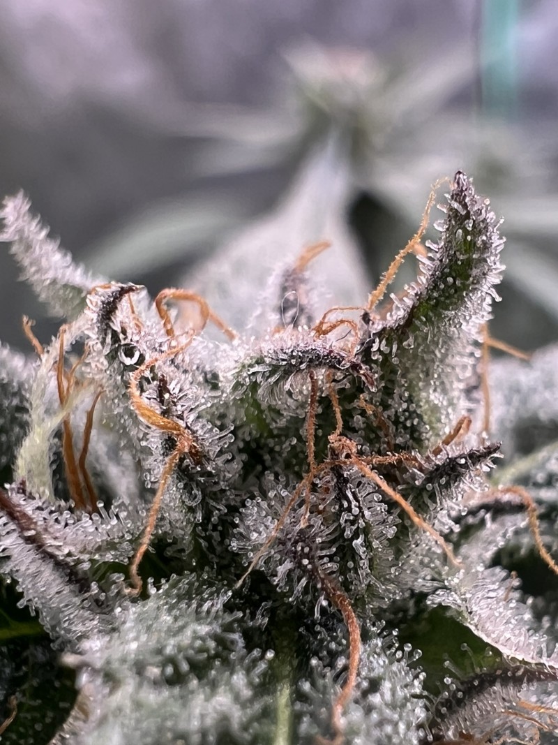 82C5D2D1-6CA1-47EB-A7E3-7C8E825CC266