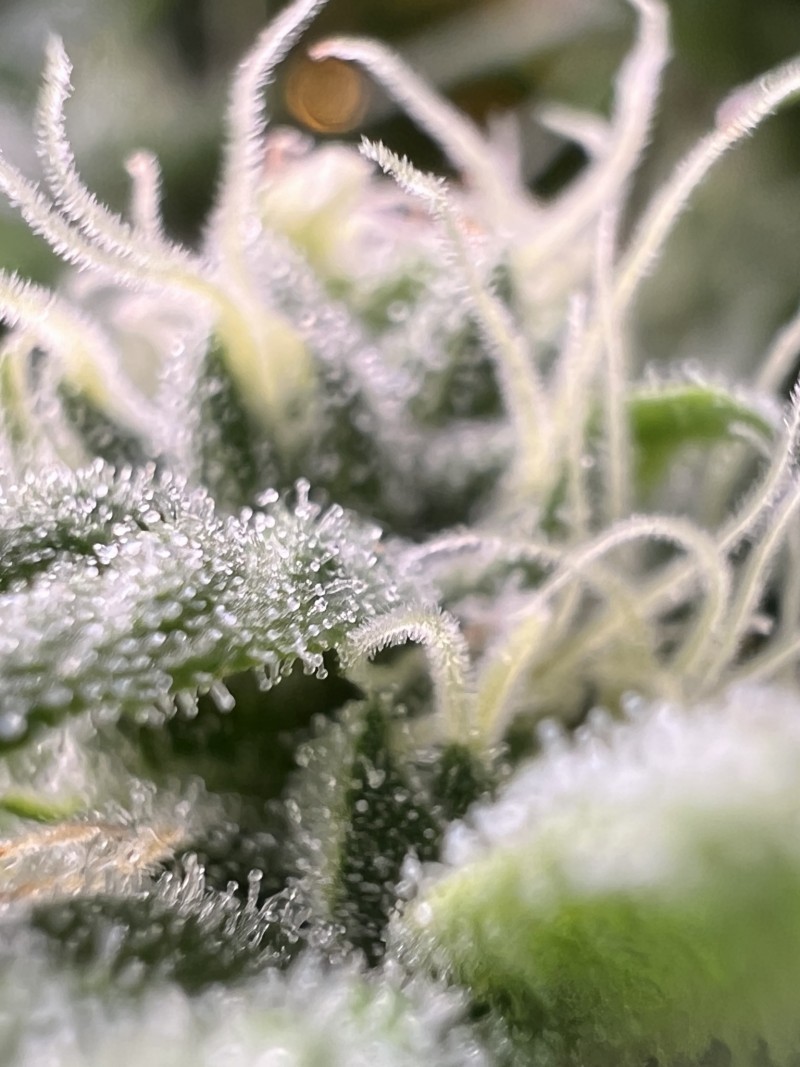 9F66AE72-9270-4290-A27D-16F8D0A76718