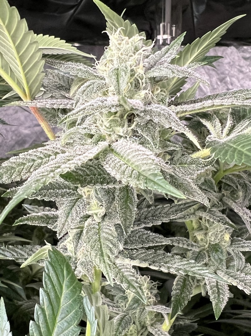 A8AF246F-4C1B-4AC1-9AA6-5BBBAD2A98F4