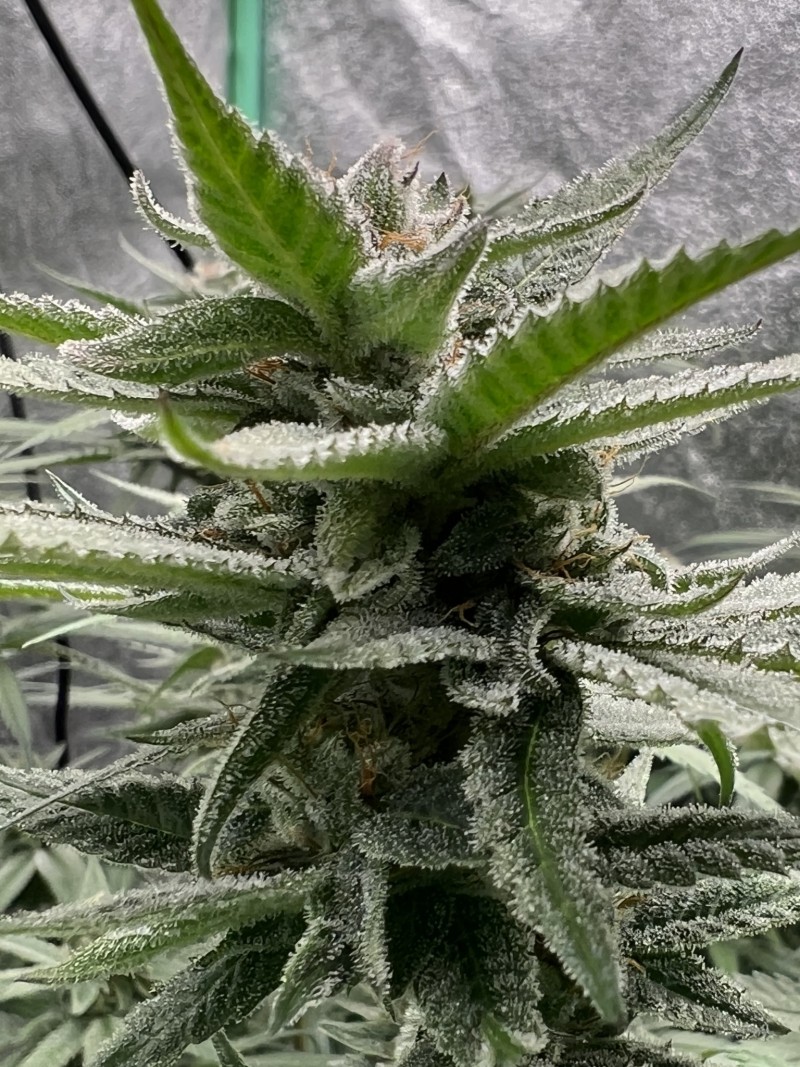 CE145128-A239-46A0-96A2-C4F7E5C57D9A