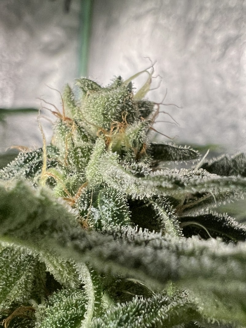 2B96FF3D-1A3F-4408-ABCB-0B2CEB168BBF