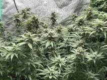 170C9D07-BE18-4778-AEF0-37D41820EE11