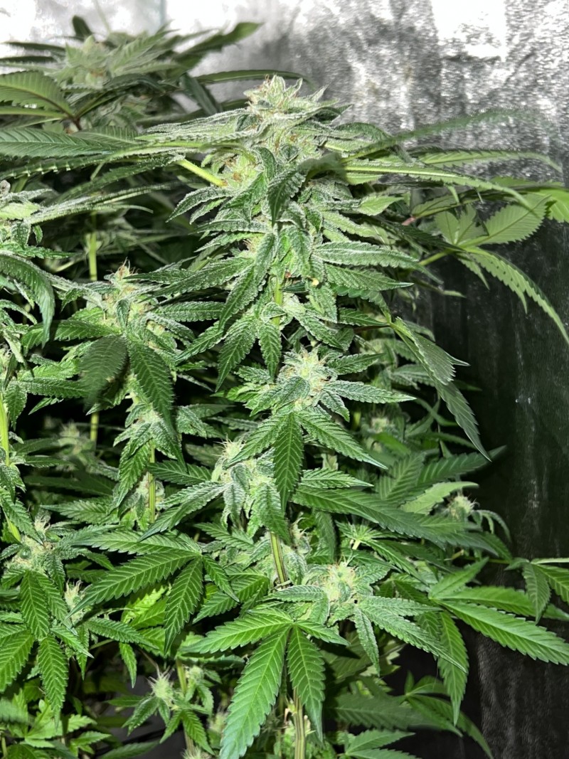 0BC7578A-B909-45F3-8DA4-2CD0A7DEA5C1