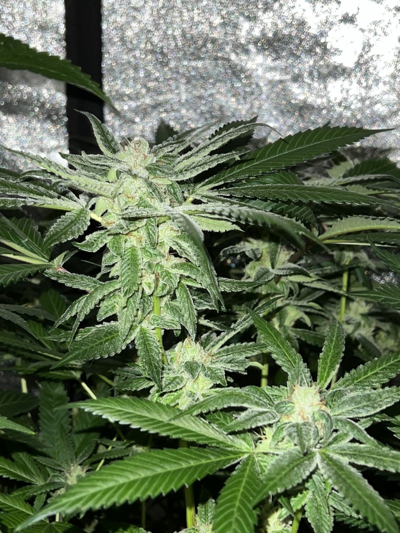 42905DB2-D521-46B9-974C-325F32C6D9C7