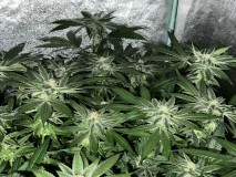 8DA6F820-6D8A-4CD8-B296-183290816EBC