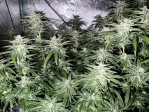 732A8E8D-07B8-4B95-ABF1-B0B2AFCD2ED5