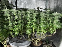 8F11FC71-F410-4BE7-B277-9FD20F37180C