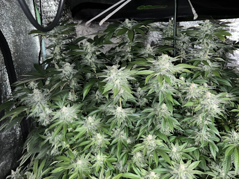 C0561897-797A-41B9-9B7D-9C338C5502BE