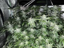 C0561897-797A-41B9-9B7D-9C338C5502BE