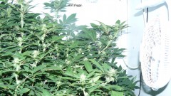 drobes 19 03 23 004