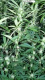 drobes 19 03 23 037