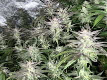 830394AF-D3AD-4DB0-83B3-2A902D087F3E