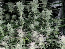 39B519BF-0F4D-4B14-9850-5F26BD67BC6D