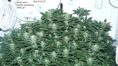 drobes 26 03 23 003