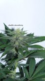 drobes 26 03 23 012