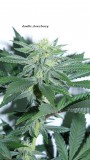 drobes 26 03 23 013