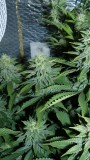 drobes 26 03 23 037