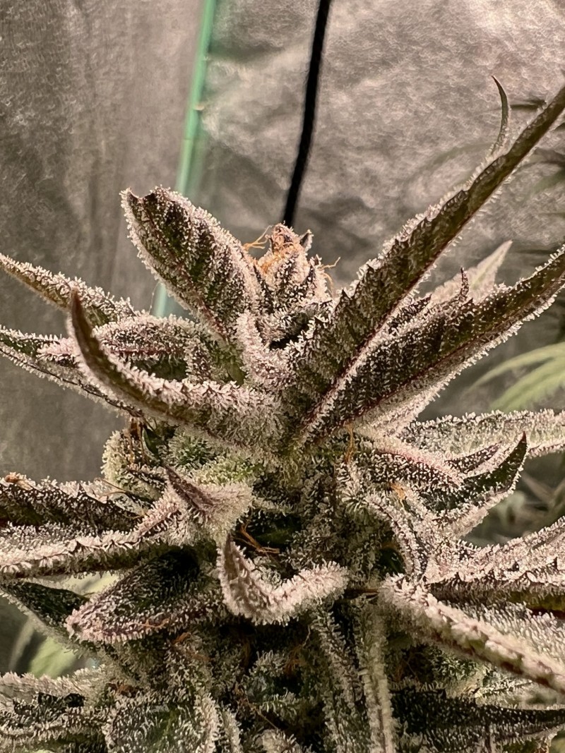 12ADD8D2-1EBB-4D95-8F36-3A69140A8FA5