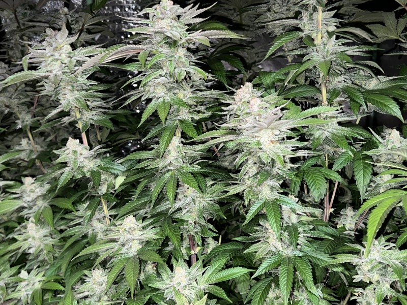 607AE66C-880E-4AE9-84CE-3E00C5245ADD