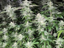 607AE66C-880E-4AE9-84CE-3E00C5245ADD