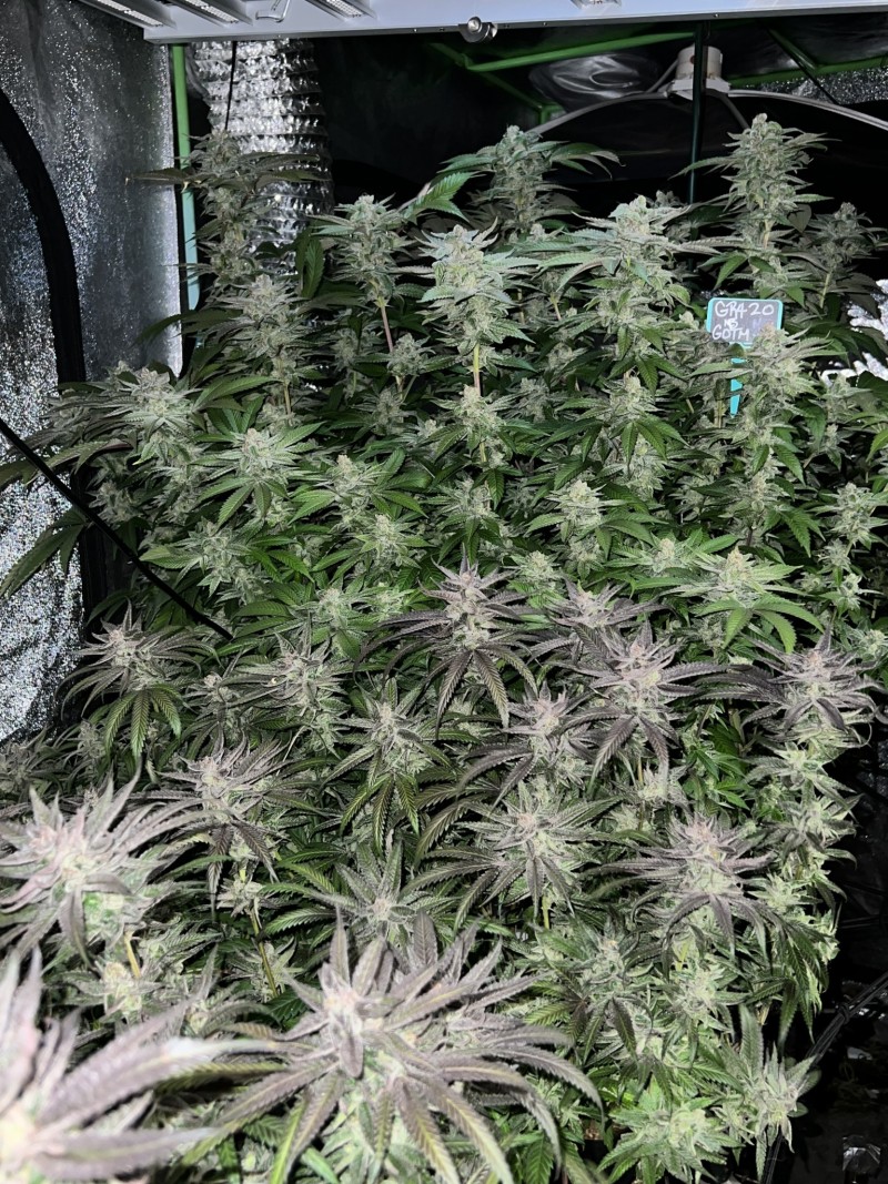 EC40416A-DDDE-4A50-A685-B07FFEDE99AD