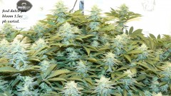 drobes 04 04 23 003