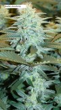 drobes 04 04 23 009