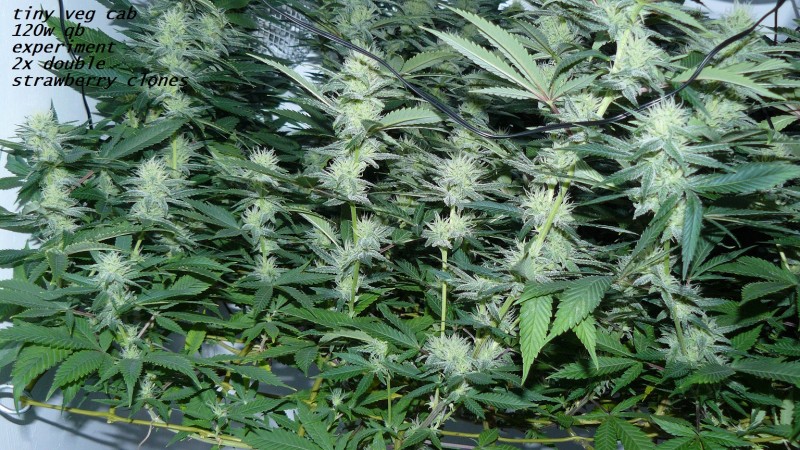 drobes 04 04 23 022