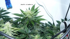 drobes 04 04 23 026