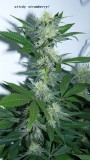 drobes 04 04 23 029