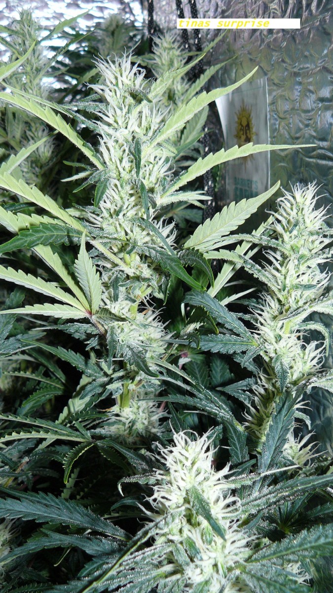 drobes 04 04 23 038
