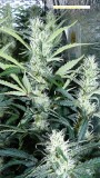 drobes 04 04 23 038