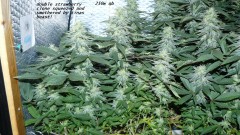 drobes 04 04 23 041