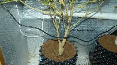 drobes 04 04 23 042