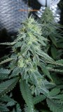 drobes 04 04 23 043