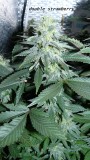 drobes 04 04 23 044