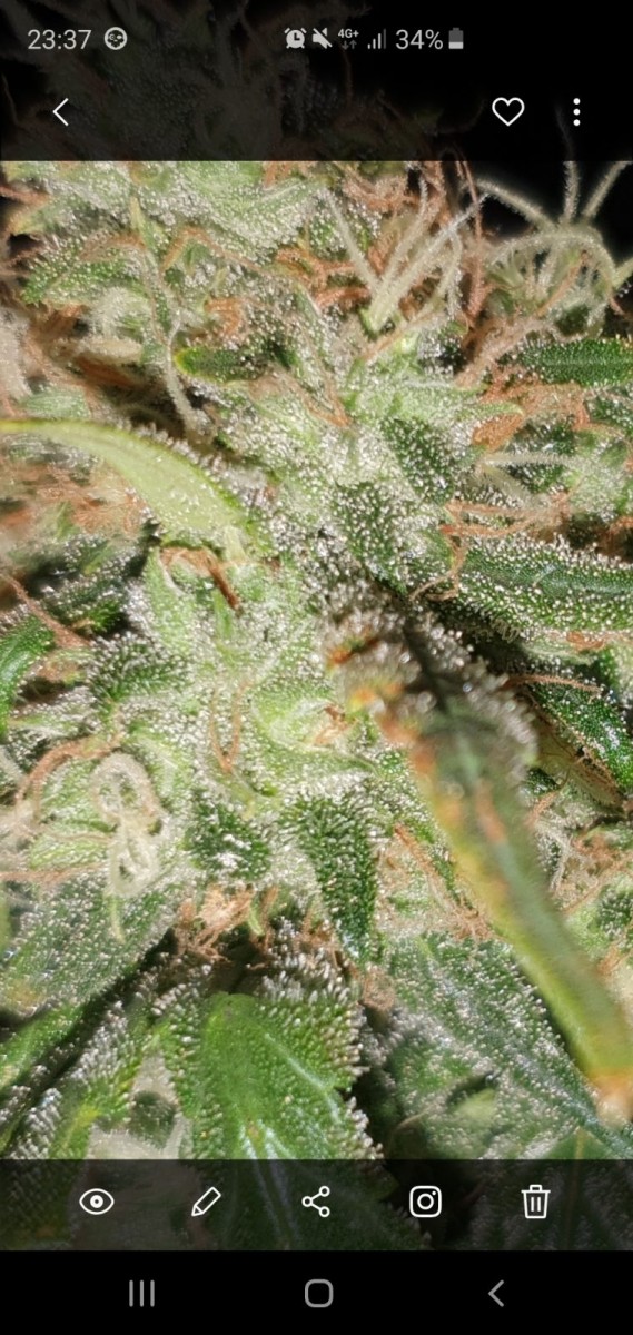 Screenshot_20190802-233720_Gallery