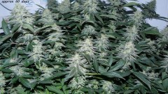 drobes 16 04 23 003