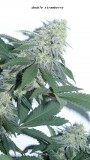 drobes 16 04 23 006