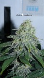 drobes 16 04 23 007