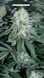 drobes 16 04 23 011