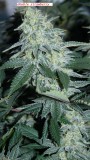drobes 16 04 23 012